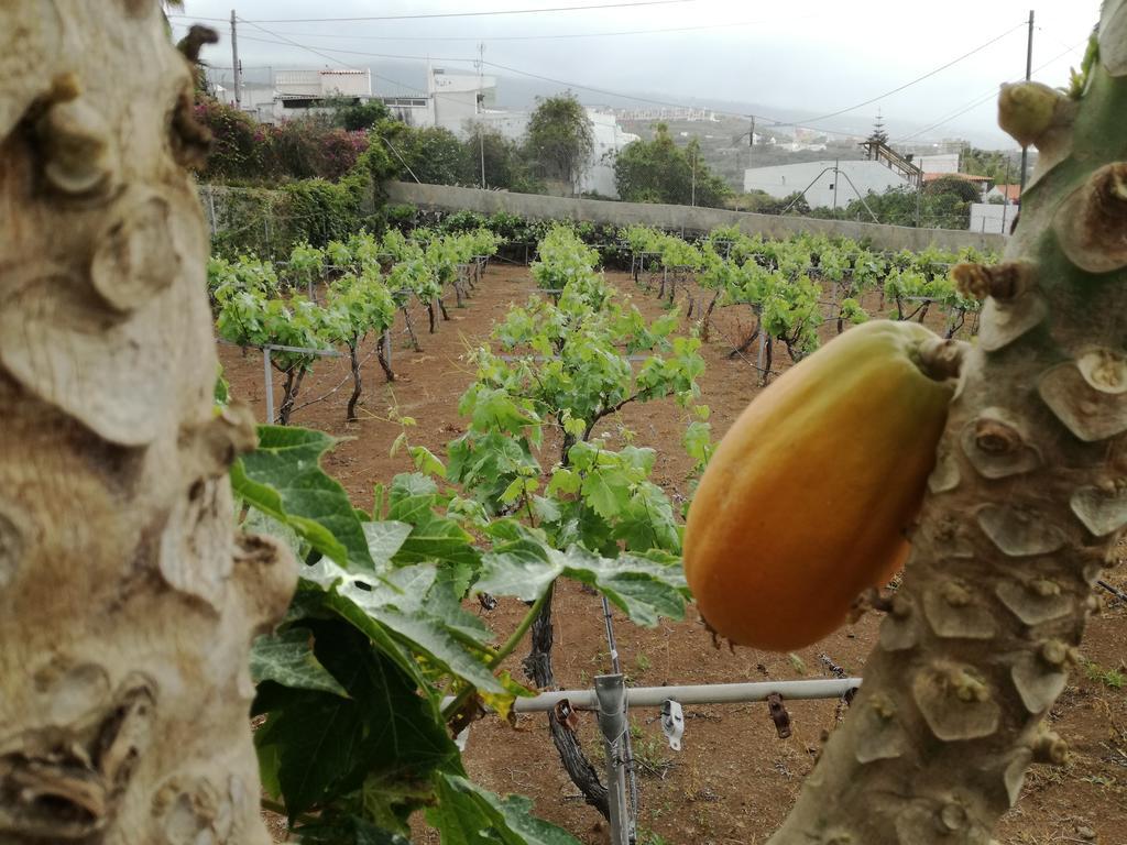 הוילה איקוד דה לוס וינוס Chalet Las Vinas מראה חיצוני תמונה